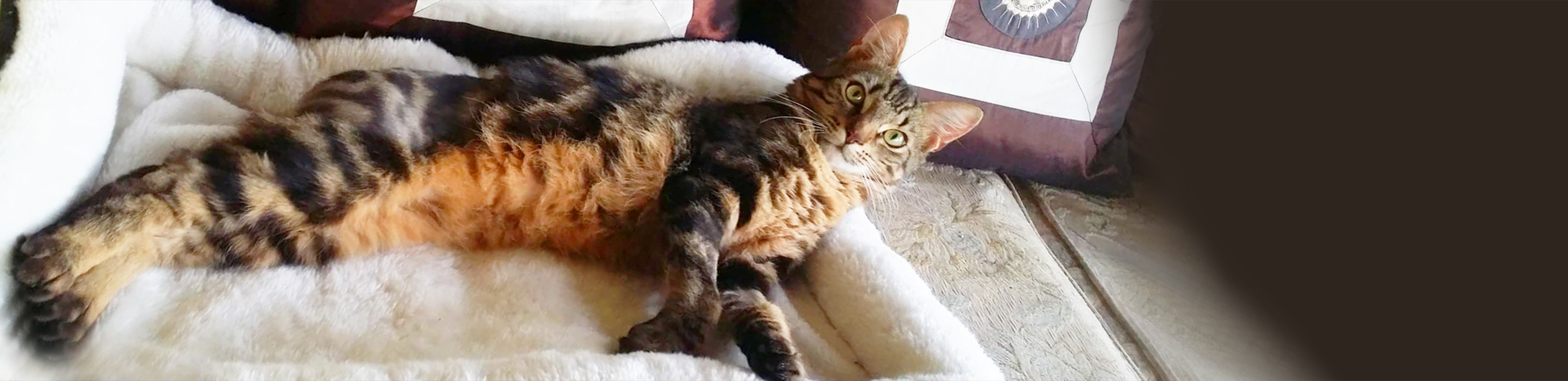 percy the cat lying down on his bed